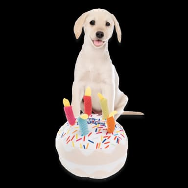 Juguetes de entrenamiento para cachorros 5 unidades